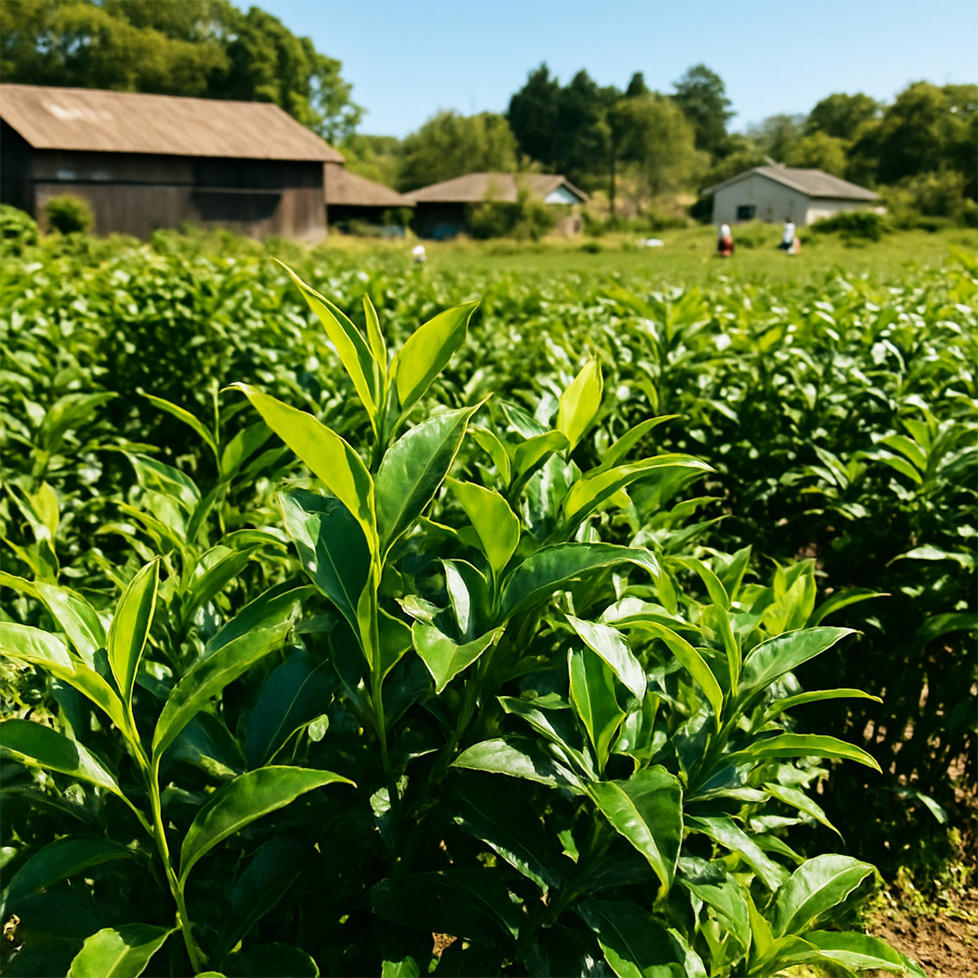 Thé Matcha Coco 80g
